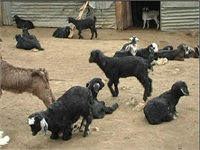 Salgın hastalıklarla mücadele edilmelidir