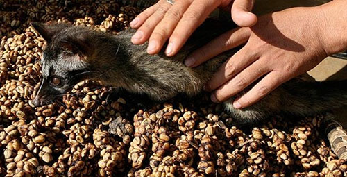 Bir tür misk kedisi olan Paradoxurus ların dışkısından ayıklanan kahve çekirdekleri işlenip kurutulduktan sonra fincanı yaklaşık 30 euro dan meraklısına sunuluyor