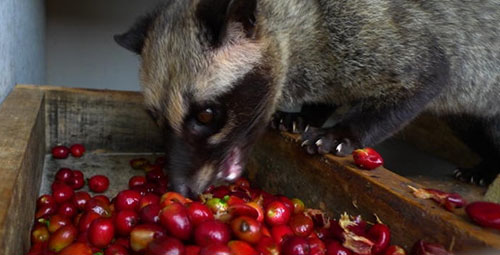Luwak Kahve sinin özel olduğunu söyleyen restoran sahibi Ketut Gogong Pramana ise Luwak Kahvesi dünyanın en pahalı kahvesi Dünyada çok az üretilen bir kahve Bali Adası na gelen birçok turist restoranlarımıza gelerek bu kahveyi deniyor Kahvenin üretim şeklini de izleme fırsatı buluyor diye konuştu