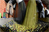 4 Kaliteli saf zeytinyağı nasıl üretilir Farklı bahçelerin ürünleri karıştırılmaz Tek bahçenin zeytinleri tek tek elle toplanır Hasat makineleri hem ağacı zedeler hem bir sonraki yılın verimini düşürür hem de bir miktar asiditeyi arttırabilir En sağlam ve sağlıklı zeytinler en doğru hasat zamanında toplanmaya başlanmalıdır En lezzetli yağ da zeytin yeşilden pembeye dönerken tam ALACA dediğimiz zamanda toplanan zeytinden olur