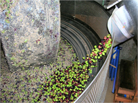 Kesinlikle toprakla temas ettirilmez Aksi takdirde çok hızla asitlenmeye uğrar Yere düşen zeytinler dip zeytin tabir edilir ve bunlar ayrı değerlendirilmelidir Ne yazık ki çoğu kez bunların sızma yağa karışım yapıldığını görüyoruz Biz bu zeytinleri 100 zeytinyağı sabunu üreterek değerlendiriyoruz Hasat edilen zeytinler delikli kasalarda en fazla 25 30 kilo olacak şekilde birbirlerini ezmeyecek şekilde kasalara konmalıdır Köylülerin genelde sentetik çuvallarda istiflediğini görüyoruz Bazı üreticiler de keten çuvallarda saklıyorlar Keten çuvalın her ne kadar hava alma özelliği olsa da zeytinyağında kusura neden olabiliyor Zeytinler toplandıktan sonra en kısa sürede sıkıma gitmelidir Bu süre zeytinyağı kalitesinde çok önemlidir