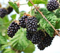 Bu yönüyle diyabetliler için şifa kaynağı