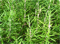 Biberiye Romatizmal tüm ağrılara iyi gelir