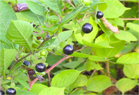 Güzelavrat otu Mide ağrılarında etkilidir