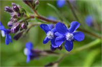 Hodan Boğaz ağrıları ve öksürüğe iyi gelir