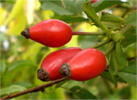 Kuşburnu kanı temizler Romatizma ağrılarına iyi gelir Basur tedavisinde etkilidir