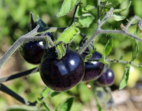 Faydaları saymakla bitmiyor