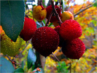 KAZDAĞLARI NDAN BİRBİRİNDEN GÜZEL KARELER