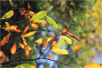 KAZDAĞLARI NDAN BİRBİRİNDEN GÜZEL KARELER