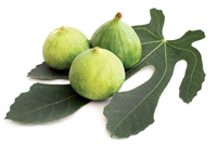 BEYAZ SIVISI NEYE İYİ GELİR Yaş dalları kırıldığında akan sütümsü beyaz sıvı nasır ve siğillere sürülür Anasonla beraber yenen incir ise hem kan yapar hem de şişmanlatır