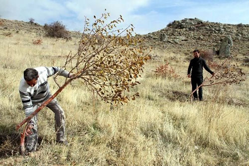 İlçenin Açıkyol Mahallesi nde yaşayan Hamza Bulut 5 yıl önce Meyve Bahçesi Ağaçlandırma Projesi kapsamında 40 bin metrekarek arazisine 600 meyve fidanı ekti