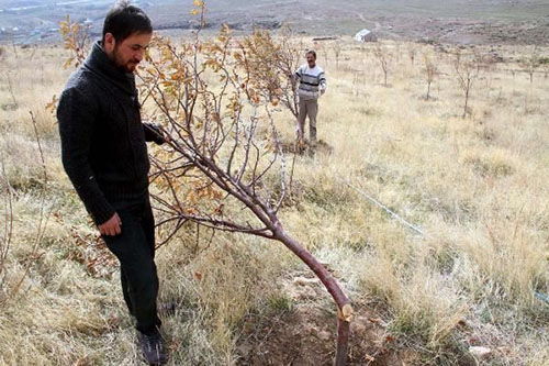 Evine 5 kilometre uzaklıktaki kurduğu ve yaklaşık 2 yıldır meyve veren ağaçlar kimliği belirsiz kişiler tarafından kesildi Haberi alan Bulut yıllardır emek verdiği ağaçların kesildiğini görünce şok oldu