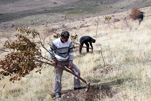 Bulut hemen durumu güvenlik güçlerine bildirdi Olayın yaşandığı bahçeye gelen ekipler faillerin yakalanması için inceleme başlattı