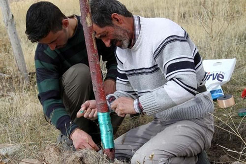 5 yıldır büyük emek verip yetiştirdiğim meyve ağaçlarını kesen caniler ağaçların da canlı olduğunun farkında değiller Peygamber efendimizin Yarın öleceğini bilsen dahi bugün bir ağaç dik hadisine rağmen insanlıktan nasibini almamış zavallılar bahçedeki 600 ağacı kestiler Çocuklarımla birlikte 5 yıldır emek harcadık 150 tonluk bir havuz yaparak bu ağaçları damlama usulü ile yetiştirmeye çalıştık Ürün almaya 2 yıldır başlamıştık fakat emeğimizi bir gecede vahşice katlettiler Ayakta duran ağaçlara ise darbe vurularak zarar verilmiş Tekrar bunları canlandırmaya çalışıyoruz Yazık bunca emeğimiz heba oldu Tekrar ürün almak için ömrümüz yeterse bir 5 yıl daha emek vereceğiz