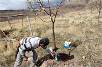 600 meyve ağacını bir gecede kestiler
