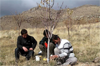 600 meyve ağacını bir gecede kestiler