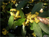 Zehirli defne türleri olduğu için hangi türünün kullanıldığından emin olmak gerekir