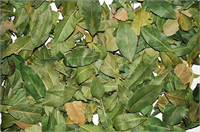 Yaban defnesi Arabistan defnesi gibi türleri zehirlidir