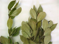 Defne yaprağının özellikleri