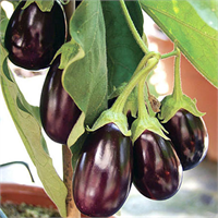 Kansızlığa iyi geliyor