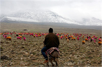 Çobanın canı sıkılınca