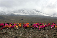 Çobanın canı sıkılınca