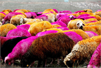 Çobanın canı sıkılınca