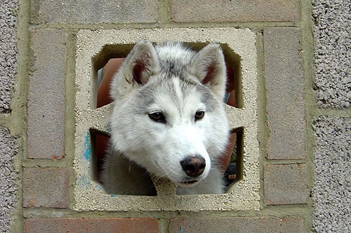 Keano adlı 6 aylık bir haski cinsi köpek kafasını tuğladan bir duvara sıkıştırdı Hampshire da yaşanan olayda köpek yara almadan kurtarıldı