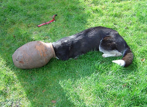 Scarlett adlı Sibirya Kurdu cinsi köpek yere düşen bir taşı testinin içine kadar takip etti ve sonunda sıkışıp kaldı