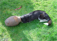 Scarlett adlı Sibirya Kurdu cinsi köpek yere düşen bir taşı testinin içine kadar takip etti ve sonunda sıkışıp kaldı