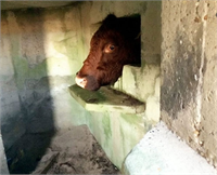 Cebelitarık ta çekilen bu fotoğraftaki talihsiz inek yaklaşık 4 saat boyunca aynı yerde sıkışıp kaldı