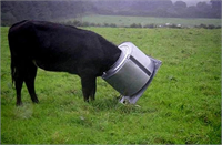 Cornwall daki meraklı bir ineğin kafası çamaşır makinasının tamburuna sıkıştı Meraklı inek bu durumdan yara almadan kurtuldu