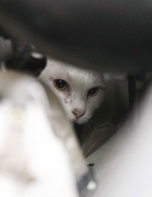İngiltere deki Batı Sussex de yaşayan şanssız kedi Napolyon pencereden aşağı yaklaşık 9 metreden düştü ve bir arabanın motorunun içinde sıkışıp kaldı