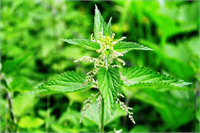 Isırgan otu Yıllardır birçok hastalık için tedavi amaçlı kullanılan ısırgan otunun vücut için en önemli faydası egzama problemi yaşayanlar içindir Ayrıca böbrek ve mesane taşı oluşumunu da engeller Kanı temizlemesi ve kan seviyesinin artmasını sağlaması nedeni ile kansızlık problemi çeken bireyler için iyi bir alternatiftir Ayrıca pankreas üzerine olumlu etkileri olması nedeni ile kan şekeri seviyesinin de dengeli olmasını sağlar Bu özelliği nedeni ile şeker hastalarının beslenme programlarında sürekli bulunması gereken bir besindir Kabızlık problemi yaşayan bireylerde dışkılama kolaylığı sağlar