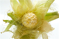 Bu nedenle ödem hissedilmediğinde kesinlikle içilmemelidir Ayrıca fazla tüketimi alerjik faktörlerde oluşturabilir İçerisinde düşük miktarda bulunan kalsiyumunda kemik ve diş sağlığı için olumlu etkileri olduğu bilinmektedir