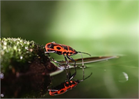 Hayvanlar aleminden çok özel kareler