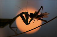 Hayvanlar aleminden çok özel kareler