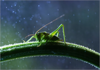 Hayvanlar aleminden çok özel kareler