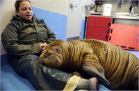 Hayvanlar aleminden çok özel kareler