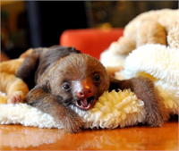 Hayvanlar aleminden çok özel kareler