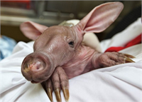 Hayvanlar aleminden çok özel kareler