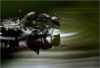 Hayvanlar aleminden çok özel kareler