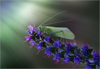 Hayvanlar aleminden çok özel kareler