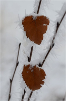 Sarıkamış beyaza büründü