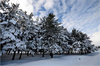 Sarıkamış beyaza büründü