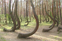 Büyük bir çam ormanı içerisinde yaklaşık 400 çam ağacı bu şekilde kuzeye doğru eğik duruyor