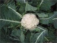 Karnabahar Enfeksiyon önleyici ve anti bakteriyel özellikleri olan karnabahar kronik idrar yolları enfeksiyonları için bilinen en iyi sebze Vitamin ve mineraller bakımından zengin bir besindir A C B1 ve B2 vitaminleri ile kalsiyum potasyum fosfor fosfat ve demir minerallerini içerir Bağırsakların düzenli çalışmasını sağlayarak kabızlığı önler ve vücuttaki zararlı maddelerin uzaklaştırılmasına yardımcı olur