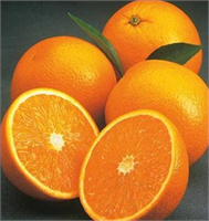 Portakal Kış aylarının en çok tüketilen meyvelerinden portakal C vitamini yönünden oldukça zengindir Bağışıklık sistemimizi güçlendirerek bizi hastalıklara karşı korur Portakal içerdiği A B1 B2 P vitaminleri potasyum kalsiyum ve magnezyum yönünden de zengindir