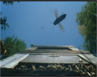 Saatte 25 ile 60 mil arasında durmadan uçabilen Japon eşek arıları resmen katliam yaptı