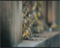 Bal arılarını tek tek öldüren saldırganlar daha sonra bal arısı larvalarını yedi